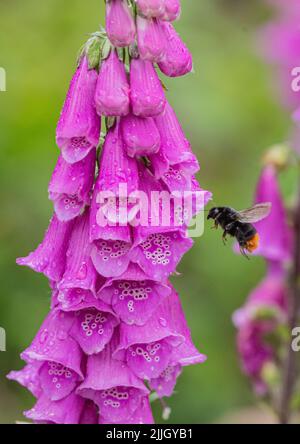 Un bel Foxglove impollinato da un Bumble Bee dalla coda rossa . Norfolk, Regno Unito Foto Stock