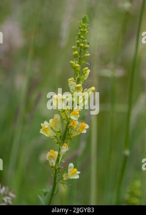 Il bel fiore selvatico - Toadflax comune (Linaria vulgaris) Norfolk, Regno Unito Foto Stock