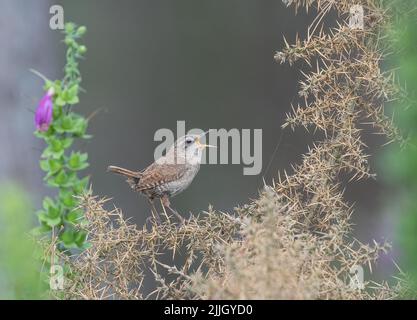 Un piccolo Jenny Wren ( Troglodytes troglodytes) che canta il suo cuore fuori . Incorniciata da un tosaerba di gorse e volpi in un ambiente boschivo. Norfolk, Regno Unito . Foto Stock