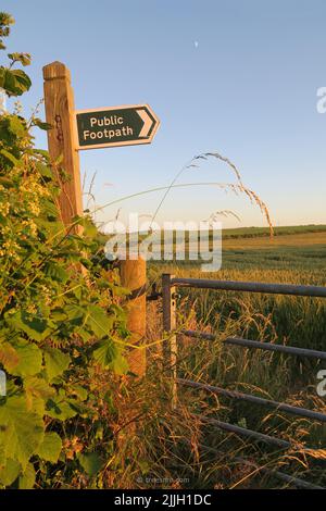 Tarda sera e la luna è alta nel cielo. I hedgerows sono cresciuti. Sentiero pubblico... Dovrai superare la crescita di quest'anno. Foto Stock