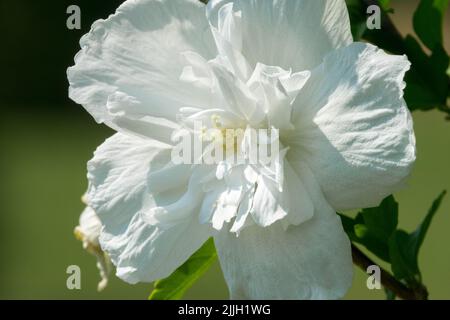Fiore bianco, fiore bianco Hibiscus syriacus 'Totus Albus' Foto Stock