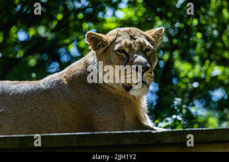 Un leone è seduto sul pavimento e guarda la macchina fotografica nello zoo di Londra Foto Stock