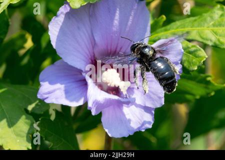 Grande violetta Carpenter Bee Flying Xylocopa violace, Althea, Rose di Sharon fiore Hibiscus 'Oiseau Bleu' Hibiscus syriacus Oiseau Bleu, polline sulle api Foto Stock