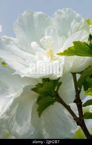 Hibiscus syriacus Flower, Althea, Blooming, Hibiscus syriacus 'Chiffon bianco', Flowering, Hibiscus 'Chiffon bianco' Foto Stock