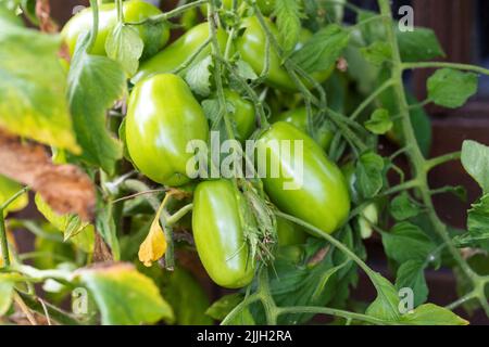 Un ritratto di pomodori marzano ancora maturi su un ramo del cespuglio, la verdura verde di casa è ancora matura in giardino. Foto Stock