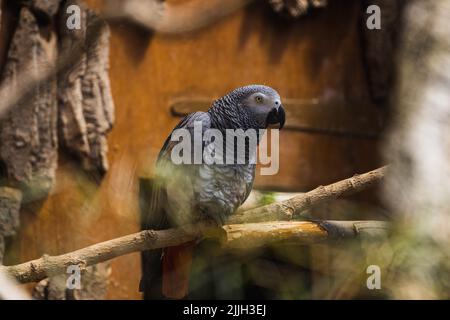 Un grande giacinto grigio Macaw seduto su un ramo nella grande gabbia dello Zoo di Londra Foto Stock