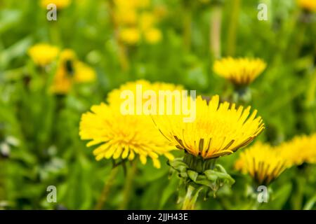 un campo di dente di leone. fiori di primavera, fiori gialli e erba. Foto Stock
