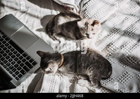 Due allegri gattini grigio adottati senza casa superati che giocano vicino a un portatile a letto a casa in luce solare. Foto Stock