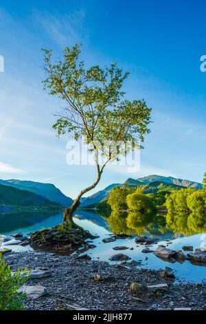 Lone Tree sul lago Llyn Padarn a Llanberis all'alba, Galles, Regno Unito Foto Stock