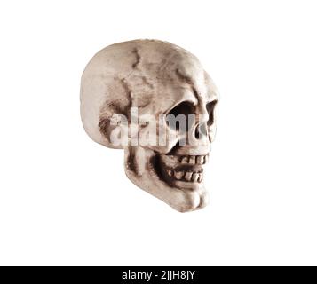 Vista laterale del cranio umano isolato su sfondo bianco. Anatomia o Halloween vacanza concetto. Foto di alta qualità Foto Stock