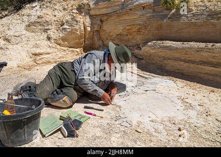 Kemmerer, Wyoming - Monumento Nazionale di Fossil Butte. Dawn Allen-Carlson, paleontologo del Park Service, scava accuratamente i fossili in una piccola cava. Foto Stock