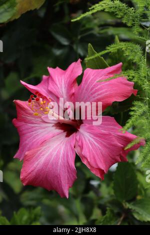 Hibiscus “Painted Lady” esposto in modo glorioso presso gli storici giardini delle orchidee, Puerto de la Cruz, Isole Canarie, Spagna. Foto Stock