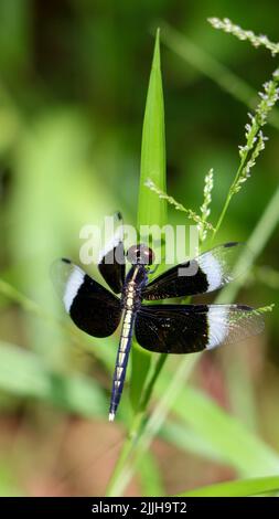 Un colpo verticale di un maschio Neurothemis tullia o il pied paddy skimmer su un'erba Foto Stock