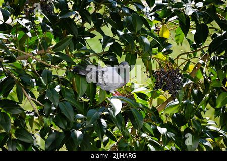 Piccione che riposa in un albero Foto Stock