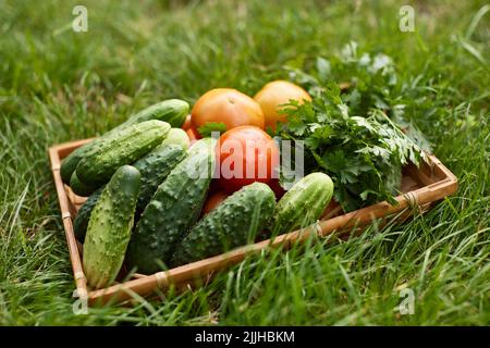 scatola di legno con pomodori, cetrioli. Harvest. giardino Foto Stock