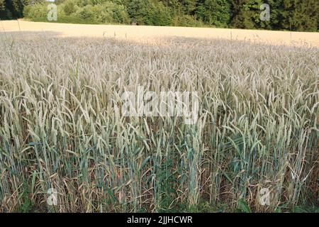 grano dorato prima della raccolta, durante il tramonto. ancora godendo l'estate con grano pieno. campo di grano situato di fronte ad una foresta verde e prateria Foto Stock