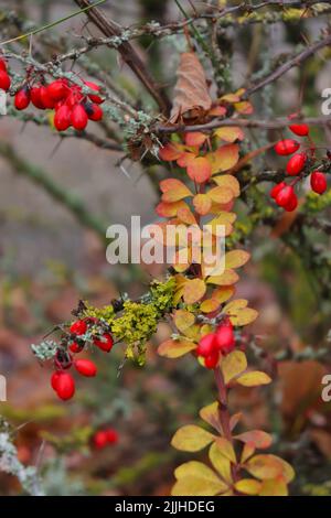Piccoli frutti rossi ovali su un ramo con spine e foglie gialle e rosse che crescono in un parco in Germania. Foto Stock