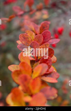 Pianta con piccole foglie rosse e gialle che crescono in un parco a Potzbach, in Germania, in un giorno di autunno. Foto Stock