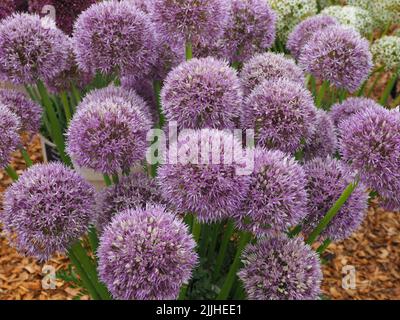 Teste di fiori di 'Allium Round e Viola' cresciute da bulbi in fiore intero alla mostra di fiori di RHS Tatton Park a Cheshire, Inghilterra, 2022. Foto Stock