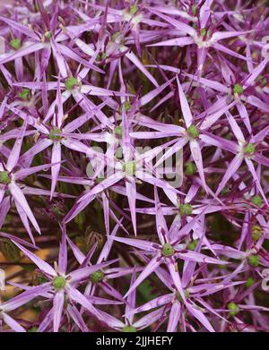 Primo piano macro scatto di una singola infiorescenza di viola Allium Christophii che mostra i vari flowerlets Foto Stock