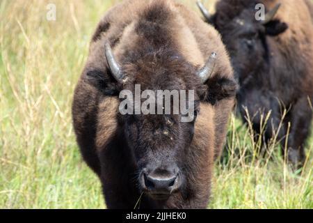 Ritratto di un giovane bufalo al Parco Nazionale di Yellowstone Foto Stock