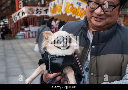 23.12.2017, Kyoto, Giappone, Asia - un uomo in un parco porta il suo cane Chihuahua nelle sue braccia che ha vestito in una giacca e occhiali per moto. Foto Stock