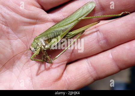 Totes Grünes Heupferd (Tettigonia viridissima) Foto Stock