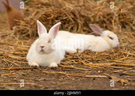 Coniglio coniglietto natura bianco marrone pasqua sfondo soffice verde lepre, per giovani naturali per mammifero e furry orecchio, animale divertente. Bella , Foto Stock