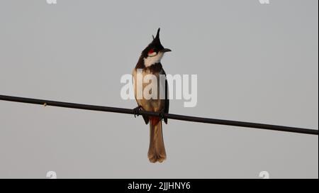 Un primo colpo di un uccello bulbul rosso-sussurrato appollaiato su un filo Foto Stock