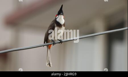 Un primo colpo di un bulbul rosso-sussurrato appollaiato su un wite di metallo Foto Stock