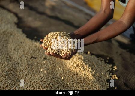 Lavoratore che tiene i chicchi di caffè in mano alla stazione di lavaggio in fattoria Foto Stock