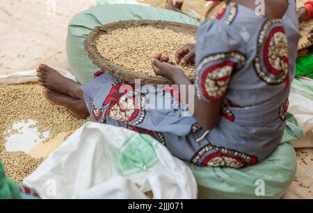 Lavoratrice femminile seduta a terra e cernita chicchi di caffè Foto Stock