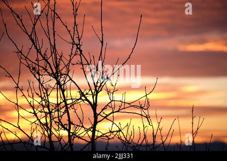 Verde scuro di piccoli alberi e cespuglio contro il cielo del tramonto luminoso e colorato con le nuvole vivide illuminate con luce del sole che tramonta Foto Stock