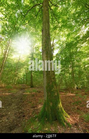 Muschio che copre un faggeto in foresta remota, la conservazione ambientale e la riserva naturale. Boschi con alghe umide e crescita fungina in sereno Foto Stock