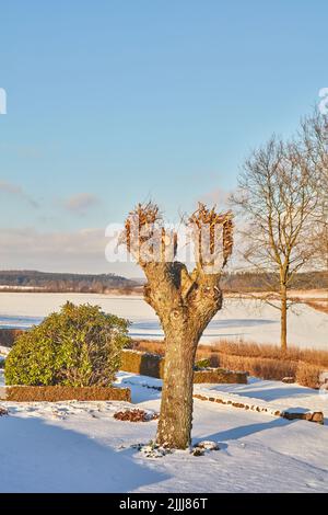 Giardino coperto di neve bianca in una giornata invernale, con siepi rifiniti e rami di alberi ghiacciati contro un cielo limpido e tranquillo. Albero e cespugli verdi in ghiaccio Foto Stock