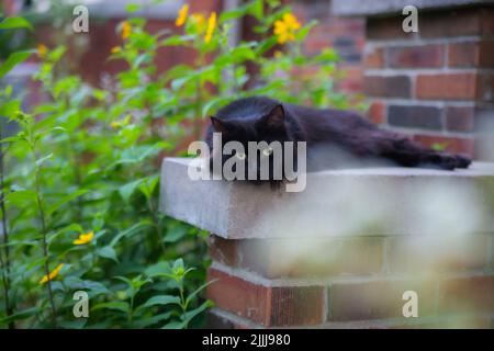 Gatto che si rilassa in una casa di mattoni con giardino verde Foto Stock