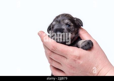 Un piccolo cucciolo neonato in mano al proprietario. Ritratto di un piccolo cucciolo cieco in miniatura schnauzer su sfondo bianco. Cura degli animali domestici. Giornata nazionale dei cuccioli Foto Stock