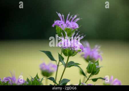 Macro texture sfondo vista di viola monarda fiorlosa (balsamo d'api) fiore fiori in un giardino di farfalle all'aperto. Chiamato anche bergamotto selvaggio. Foto Stock