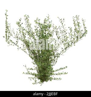 Illustrazione 3D arrampicata piante creepers isolato su sfondo bianco Foto Stock