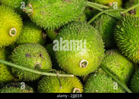 zucca fresca biologica da fattoria in primo piano da diverse angolazioni Foto Stock