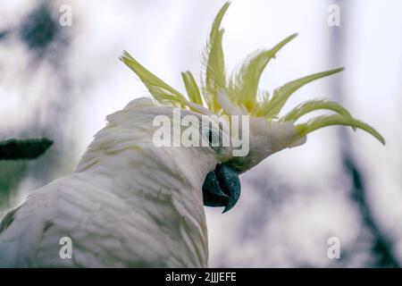 Primo piano di una testa a cockatoo con crepe di zolfo con sfondo chiaro e sfocato Foto Stock