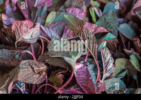 spinaci freschi di amaranto rosso da fattoria in primo piano da diverse angolazioni Foto Stock