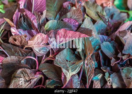 spinaci freschi di amaranto rosso da fattoria in primo piano da diverse angolazioni Foto Stock