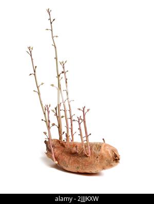Vecchia patata dolce che inizia a coltivare viti isolate su bianco Foto Stock
