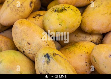 manghi testosi biologici freschi da fattoria in primo piano da diverse angolazioni Foto Stock