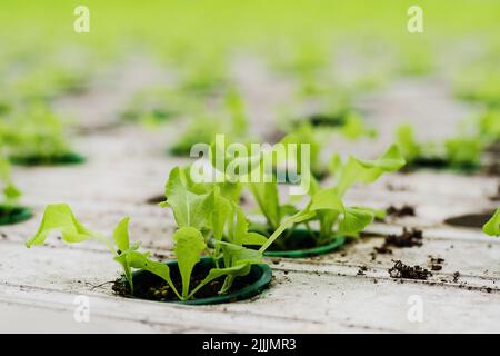 Piantagione di serra con germogli di lattuga. Concetto di agricoltura industriale. Filari di piante coltivate all'interno di un grande edificio serra. Eco Foto Stock