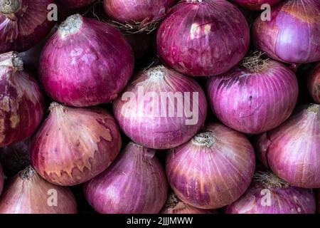 cipolla fresca biologica da fattoria in primo piano da diverse angolazioni Foto Stock