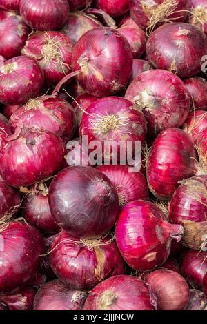 cipolla fresca biologica da fattoria in primo piano da diverse angolazioni Foto Stock