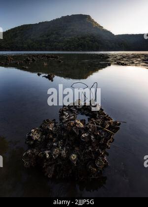 conchiglie di oyster su una roccia a bassa marea nella baia di woy woy con la montagna Foto Stock