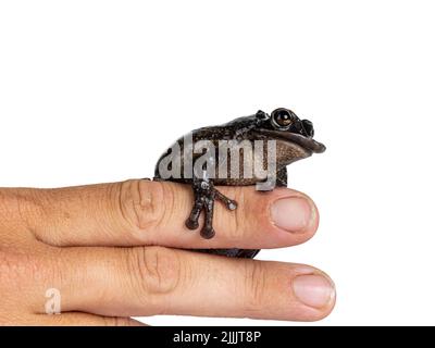 Yucatán Frana di alberi a testa di Casque aka Triprion petasatus, seduta su mano umana. Visualizzazione laterale del profilo. Isolato su sfondo bianco. Foto Stock